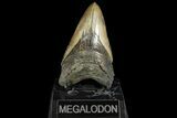 Serrated, Fossil Megalodon Tooth - Georgia #163293-1
